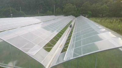 2023年5月 安徽金杨顶开窗薄膜肩并肩大棚 